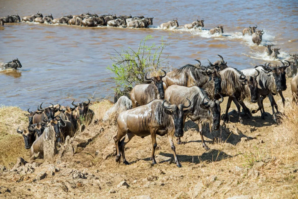 Tanzania Safari