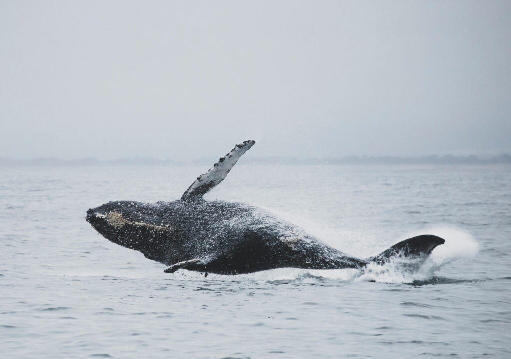 Humpback Whale Migration