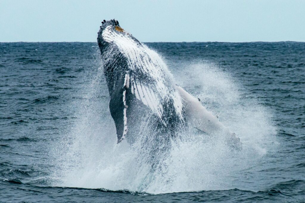Humpback Whale Migration