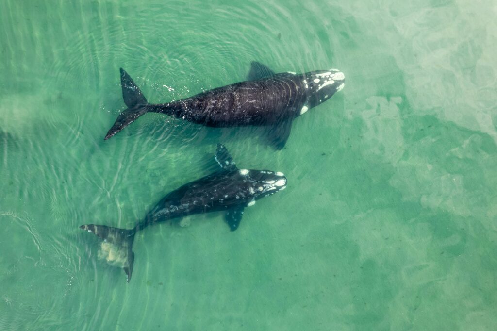 Humpback Whale Migration