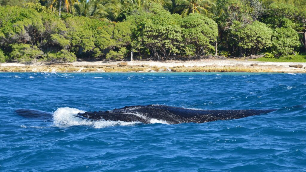 Humpback Whale Migration