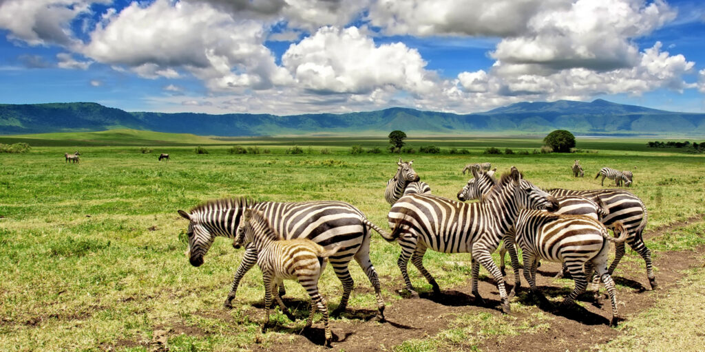 Tanzania Safari