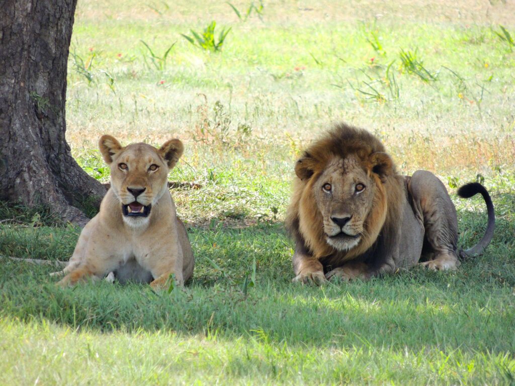 Serengeti